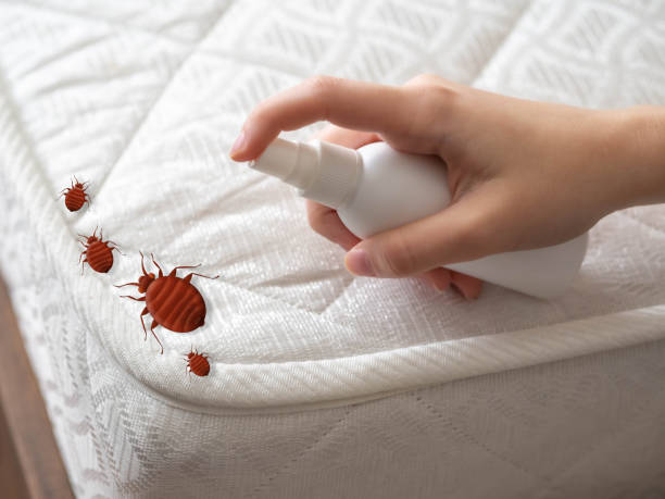 Best Ant Control Services  in USA